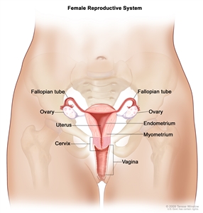 Endometrial Cancer Prevention (PDQ®): Prevention - Patient Information [NCI]